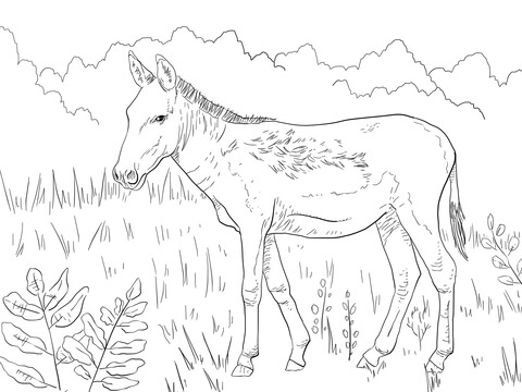 Kulan Wild Ass Coloring Page